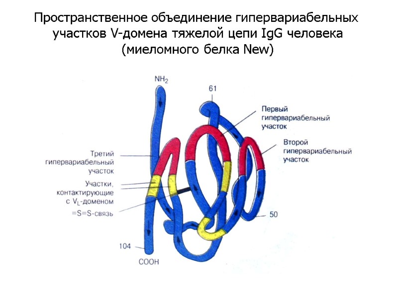 Пространственное объединение гипервариабельных  участков V-домена тяжелой цепи IgG человека  (миеломного белка New)